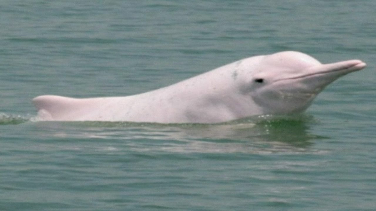  fehér delfin